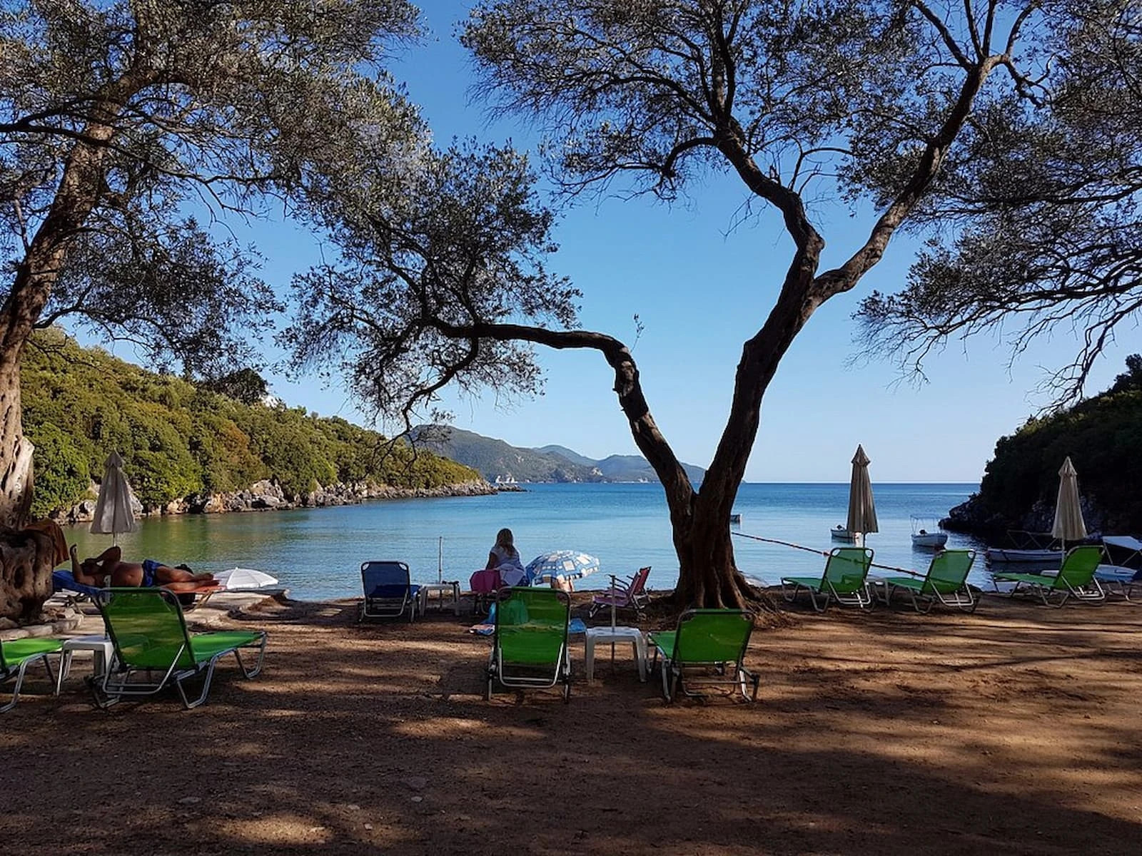Beachside chairs and umbrellas under a large tree, calm blue sea, distant hills, and clear sky.Zavia Beach in Sivota